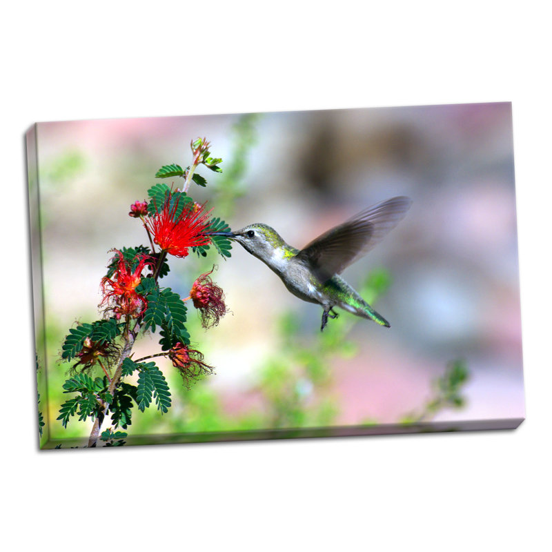 « hummingbird », reproduction de photo sur toile tendue