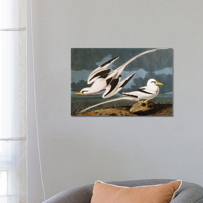 Tropic Bird Plate CCLXII From 'The Birds Of America' by John James Audubon - Wrapped Canvas Gallery-Wrapped Canvas Giclée