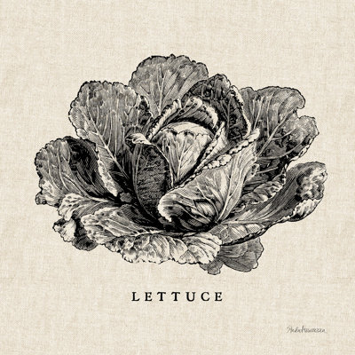 " Burlap Vegetable BW Sketch Lettuce " by Studio Mousseau