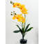 Double orchidée phalaenopsis, arrangement floral-103109823