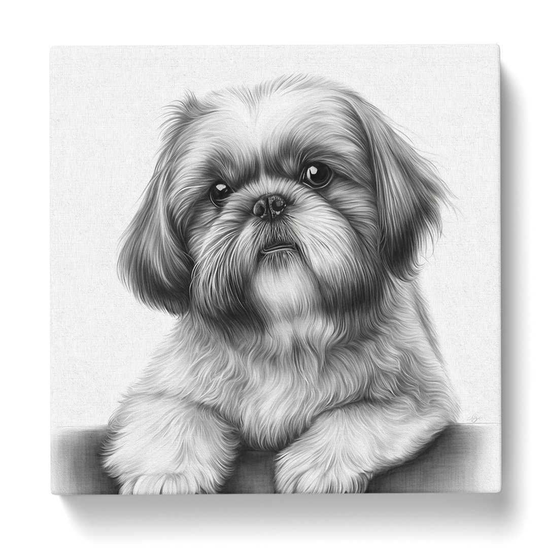 Shih Tzu - No Frame Art Prints