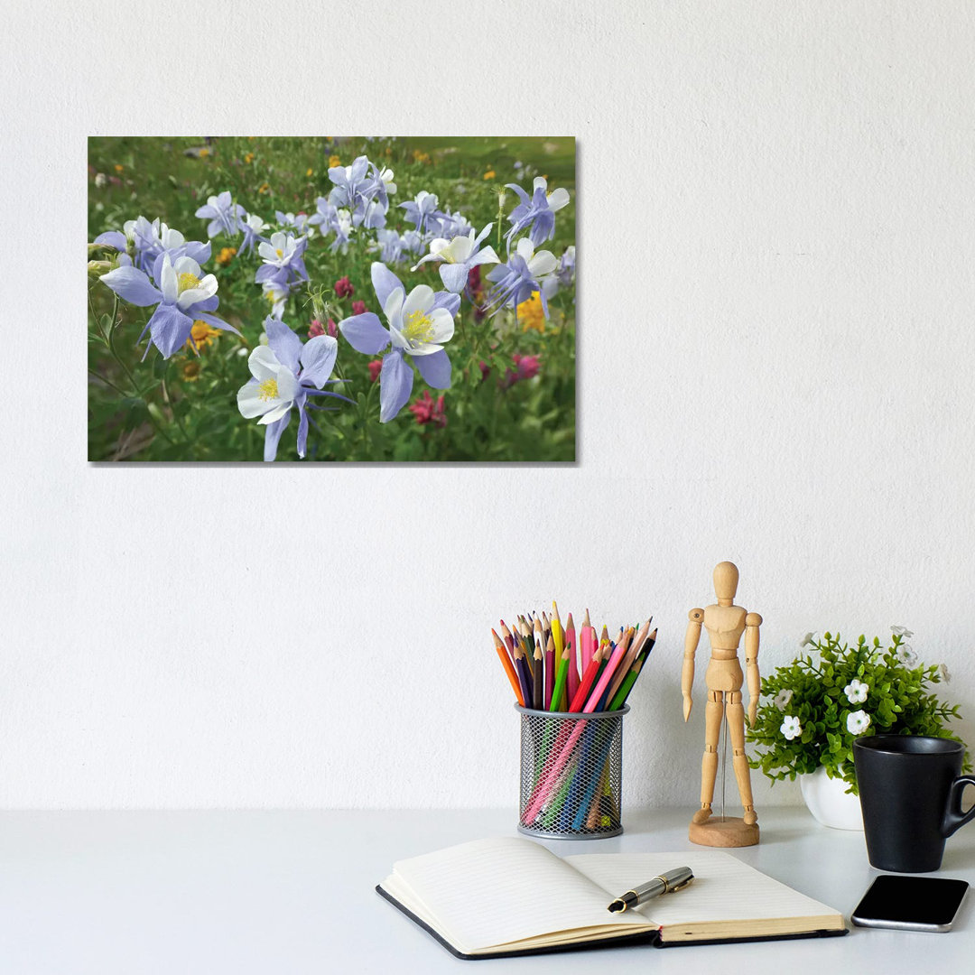 Colorado Blue Columbine Flowers, American Basin, Colorado II by Tim Fitzharris - Wrapped Canvas Print