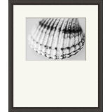 Shell Portrait 6 Print