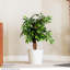 90cm Ficus Tree in Pot