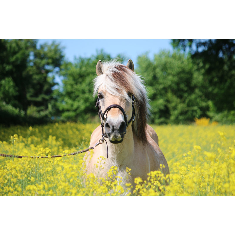 Fjord Horse Is Standing In A Field by BiancaGrueneberg - Wrapped Canvas Print, 30cm H x 46cm W x 3.8cm D
