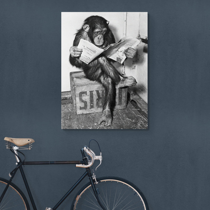 Chimpanzee Reading Newspaper - Wrapped Canvas Print, 31cm H x 21 cm W x 4cm D
