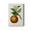 Agrume antique I - impression-464647884