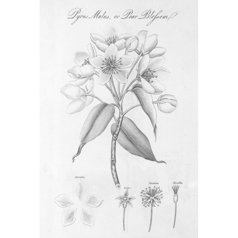 Elements of Botany VIII by Wild Apple Portfolio - Drawing Print, Black Floater Framed, 122cm H x 81cm W