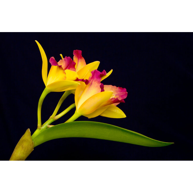 Orchidée jaune - photographie sur toile tendue, L 12 po x H 8 po