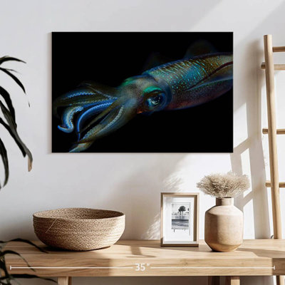Bigfin Reef Squid