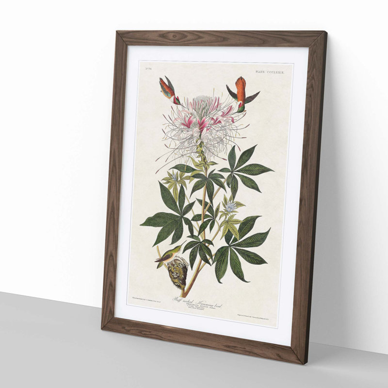 Ruff-Necked Hummingbirds by John James Audubon - Picture Frame Graphic Art Print, Walnut, 76cm H x 50cm W x 2cm D
