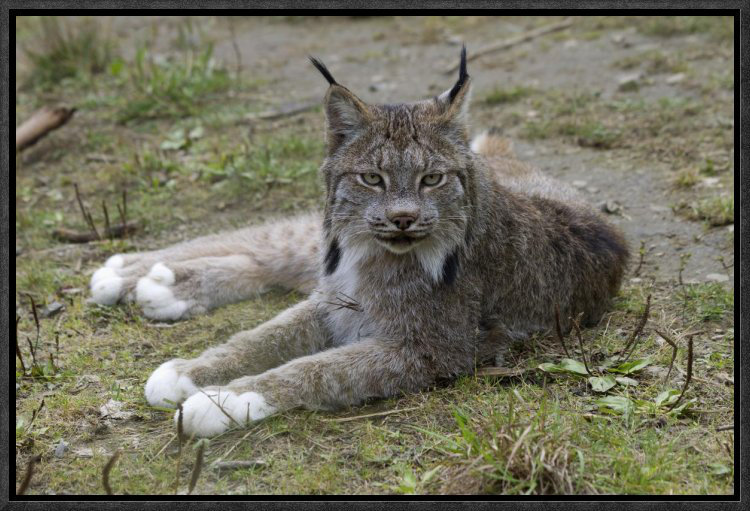 'Canada Lynx Reclining Showng Typically Large Feet' Framed Photographic Print on Canvas East Urban Home 
