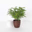 Live Norfolk Island Pine Plant In Classic Pot-78391174
