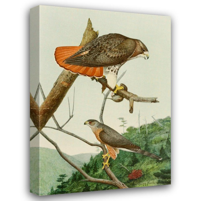 «Red-Tailed Hawk, Cooper's Hawk» par Louis Agassiz Fuertes - Art mural sur toile tendue avec châssis, H 24 po x l 17 po