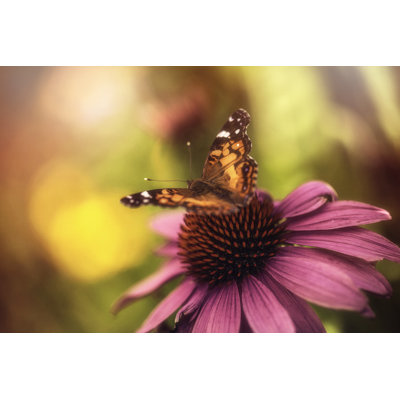 Beautiful Echinacea Coneflower with Butterfly 1 Piece Wrapped Canvas Wall Art