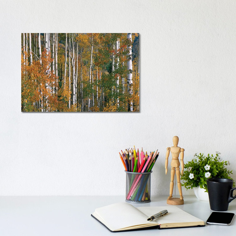 Quaking Aspen Trees In Fall Colours, Lost Lake, Gunnison National Forest, Colorado by Tim Fitzharris - Wrapped Canvas Print