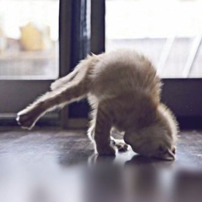 " Cat Yoga X " by R. Nob