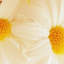 Print on Canvas-25525236