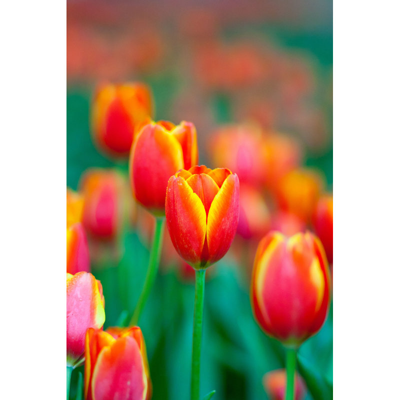 Dandry Tulip - Photographie sur toile tendue, H 18 po x l 12 po