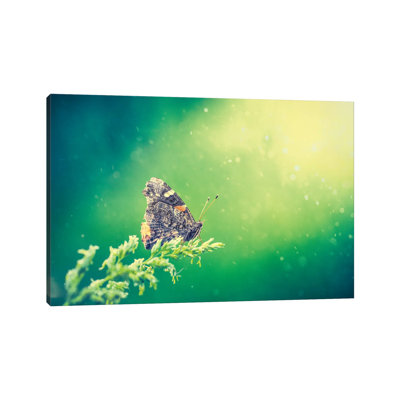 Butterfly At The Beam Of Sun by Nik Rave - Wrapped Canvas Gallery-Wrapped Canvas Giclée