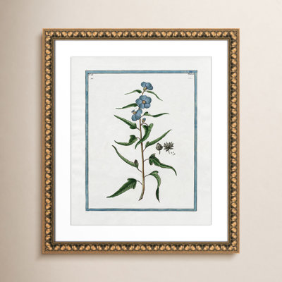 Colombe "Shabby Elegance Botanical I" Print