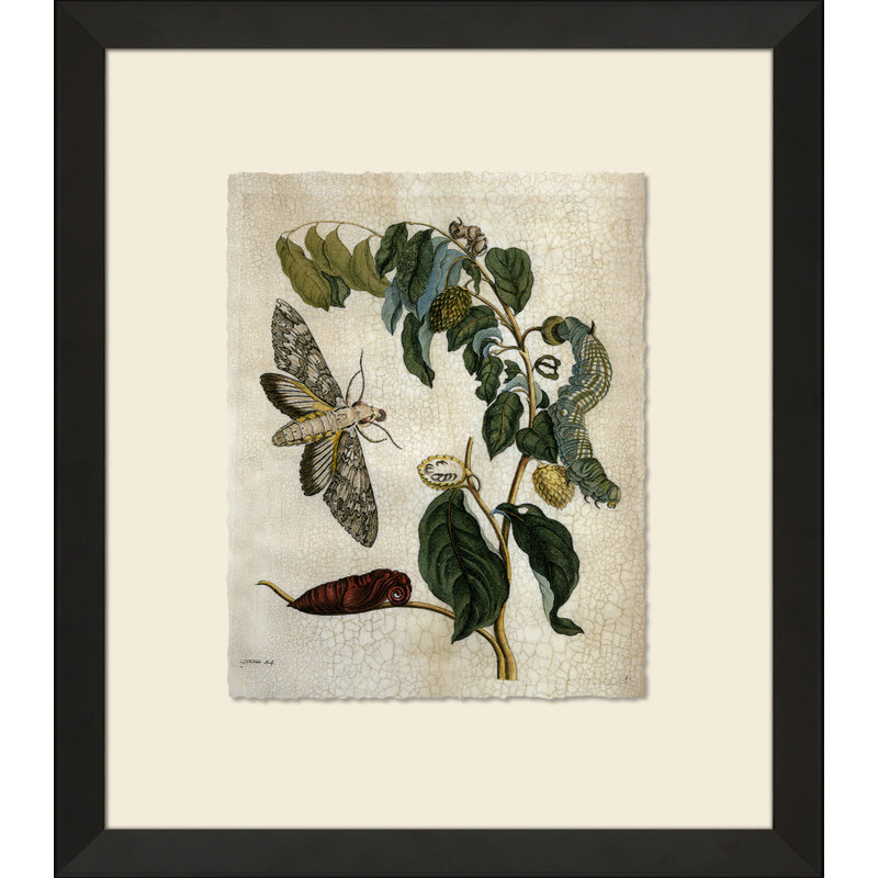 Crackled Insect Collection 1 Framed Painting