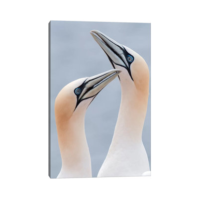 Northern Gannets Displaying, Helgoland, Germany by Marcel Van Kammen - Wrapped Canvas Gallery-Wrapped Canvas Giclée