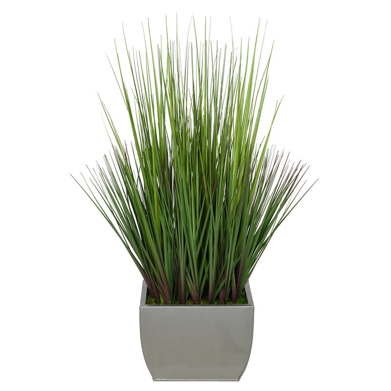 Herbe à feuillage 28 po en pot, argent