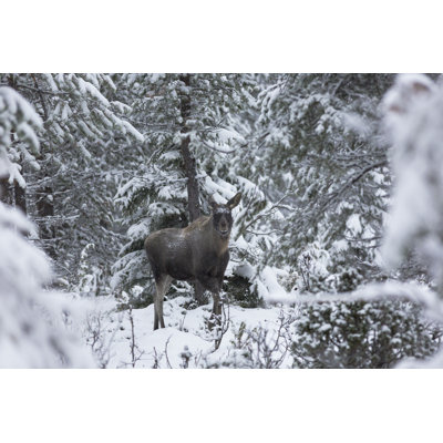 " Moose " by Mats Lindberg