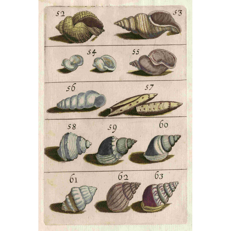 Shell Collection III - Wrapped Canvas Print, 18" H x 12" W  