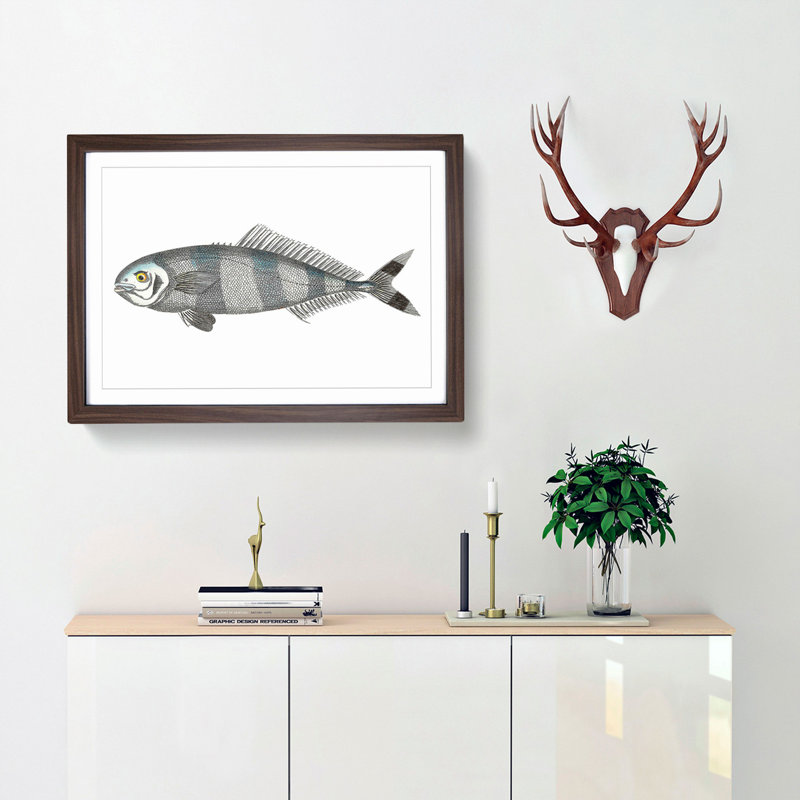 Pilot Mackerel Fish by George Shaw - Framed Print, 27cm H x 36cm W x 2cm D, Walnut Framed