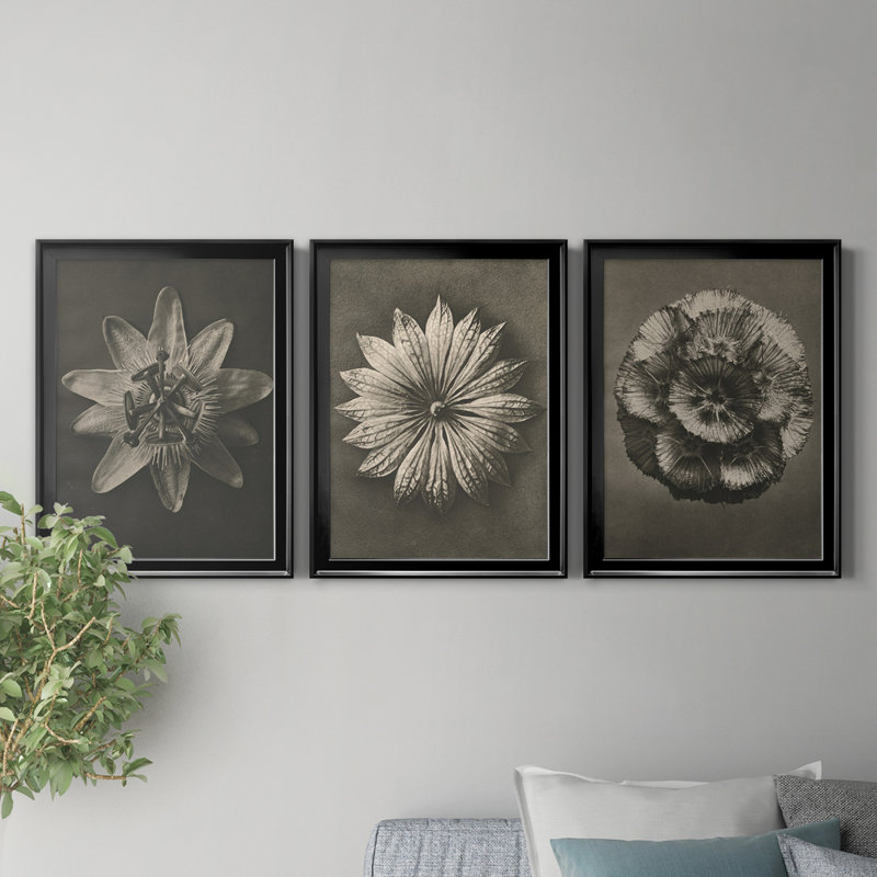 «Blossfeldt Flower I», ensemble de 3 impressions sur toile encadrées, Toile avec cadre noir