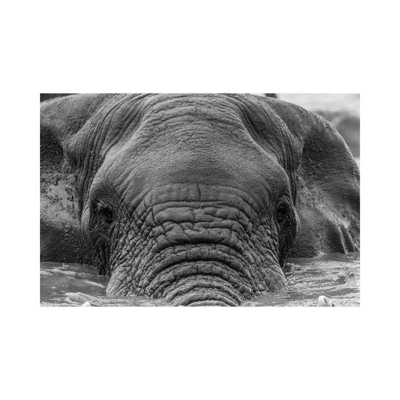 Elephant Partially Submerged 1 Piece Wrapped Canvas Wall Art, 66.04 cm H x 45.72 cm W x 3.175 cm D