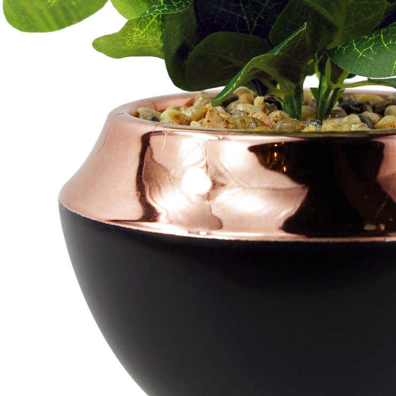 Annistin 22cm Plant