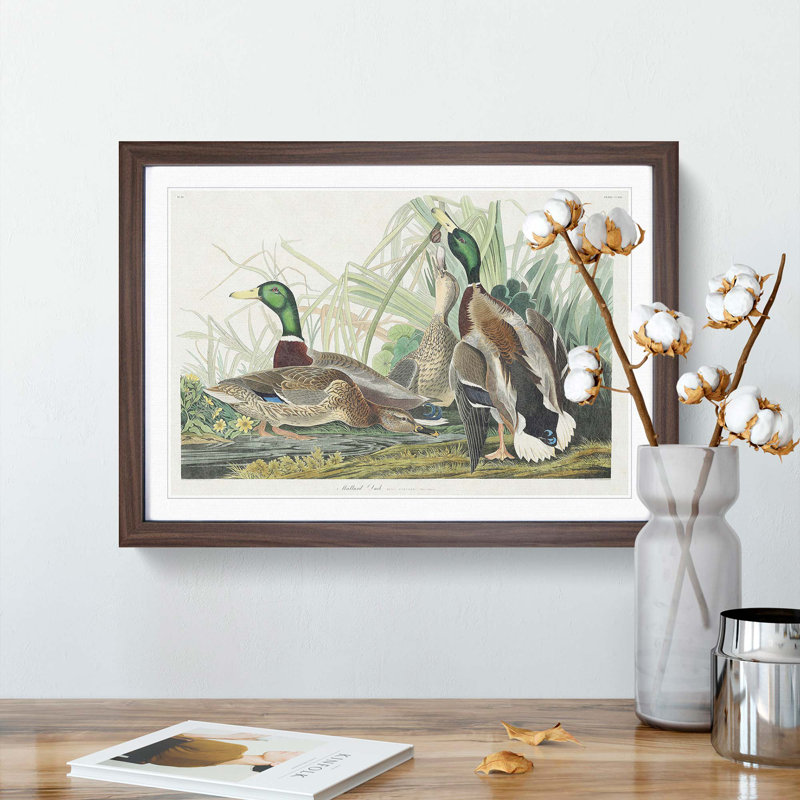Mallard Ducks by John James Audubon - Framed Print, Walnut Framed, 48cm H x 65cm W x 2cm D