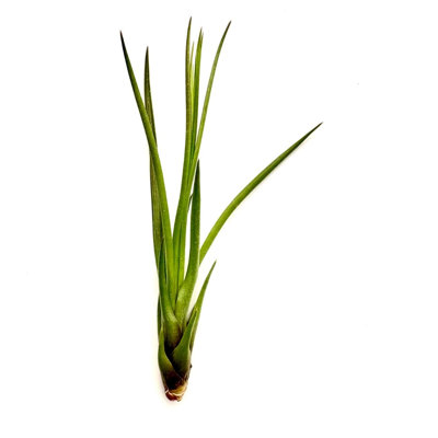 Air Plant Tricolor 3PK 3"-5"