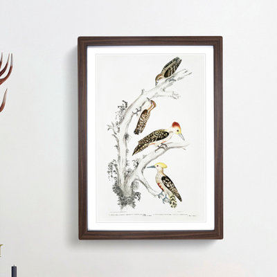 Illustration of Woodpeckers by John Edward Gray - Picture Frame Painting Print