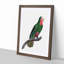 A Cuban Parrot by F. Levaillant - Framed Print-55457747-55457749