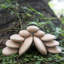 Outils d'apprentissage pour empileurs de bois