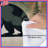 Raccoon And Pine Trees Comforter-125062497