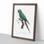 Military Macaw Parrot by F. Levaillant - Picture Frame Art Print-55610251-55610252