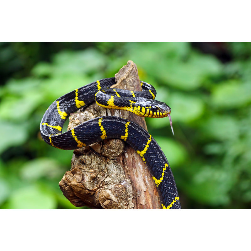 Boiga Dendrophila Yellow Ringed, Gold Ringed Snake by Agus Fitriyanto - Wrapped Canvas Print, 30cm H x 46cm W