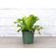 Live Leslie Bird's Nest Fern Plant