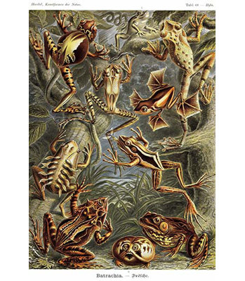 « grenouilles » par ernst haekel, impression