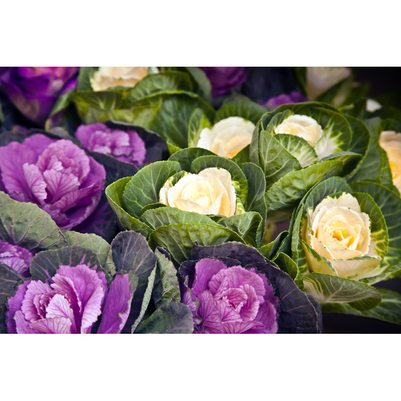 Chenisse en fleurs - impression, H 8 po x l 12 po