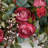 26" Handcrafted Eucalyptus Rose Everyday Wreath-672915601