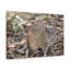 Art mural majestueux Bandicoot-1042086063