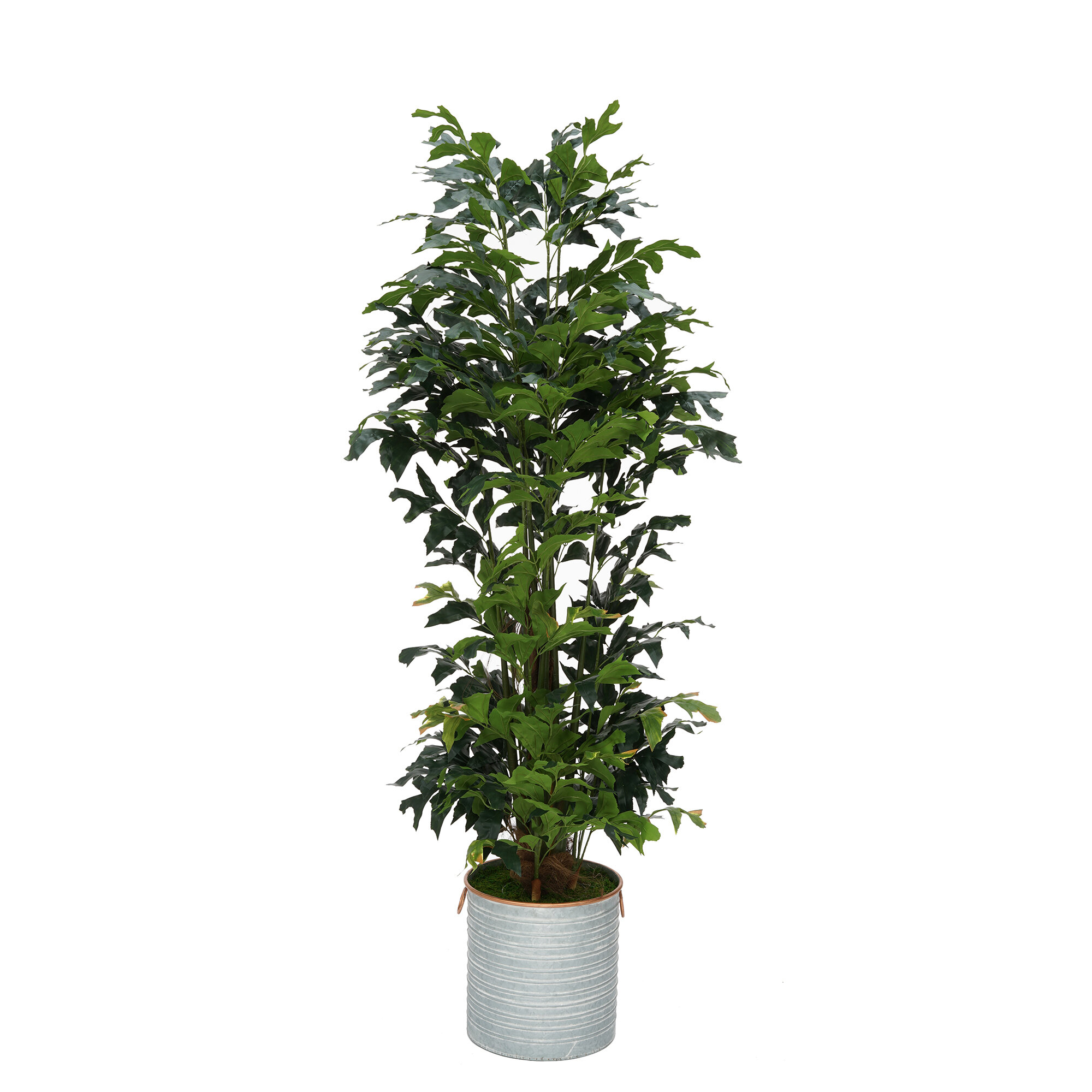 Primrue 72'' Artificial Palm Tree in Planter | Wayfair