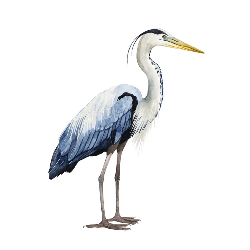 'Seabird Heron II' by Grace Popp - Painting Print, 30cm H x 20cm W, Wrapped Canvas