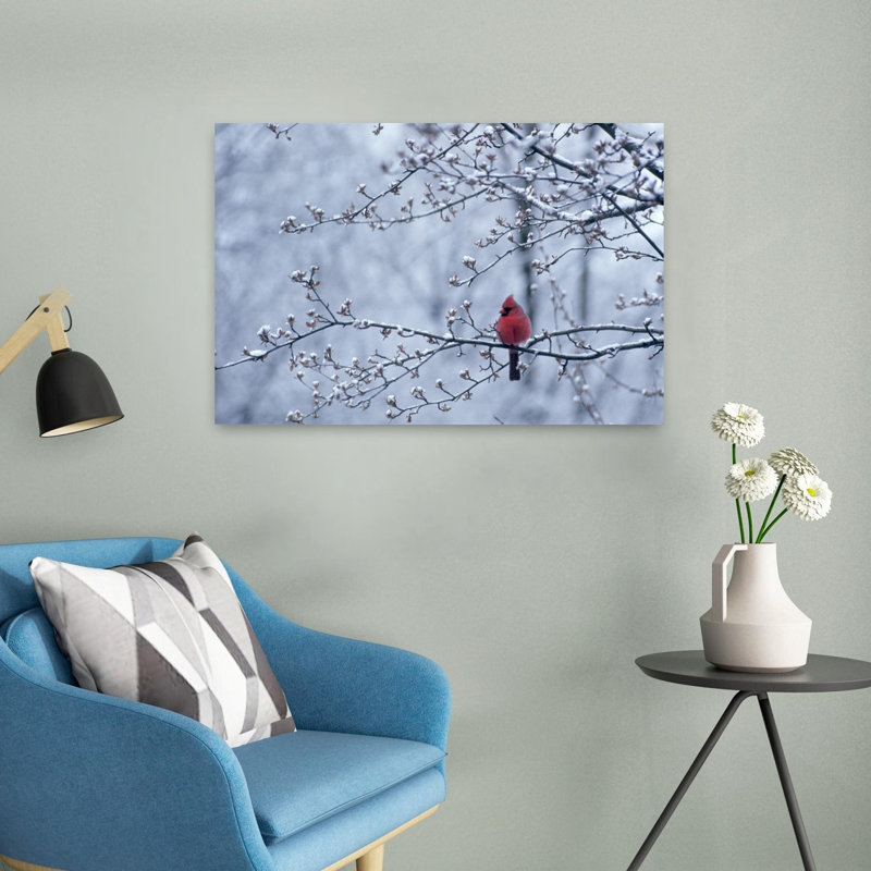 Cardinal assis dans un pommier au printemps avec la neige sur les branches et les bourgeons, H 16 po x l 24 po
